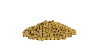 Soybean