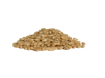 wheat